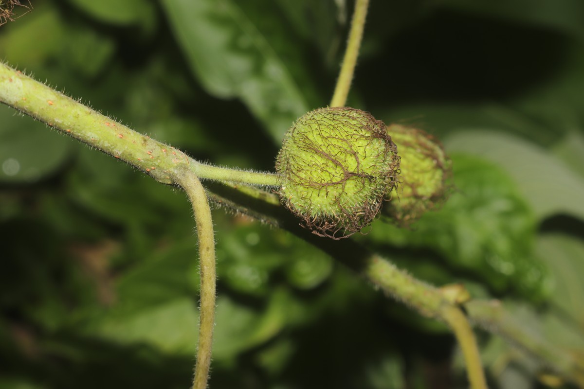 Broussonetia papyrifera (L.) L'Hér. ex Vent.